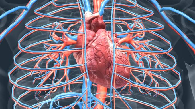 医学人体器官心脏跳动三维动画