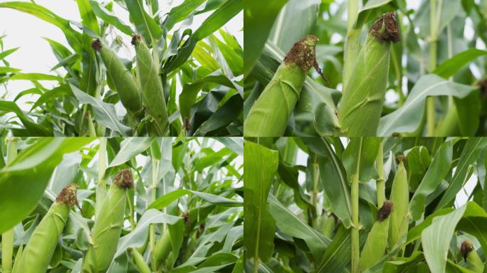 玉米成熟农业丰收玉米特写生态农业包谷