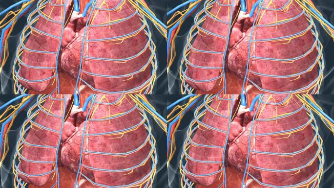 三维人体 医学动画 肺部 心脏 三维动画