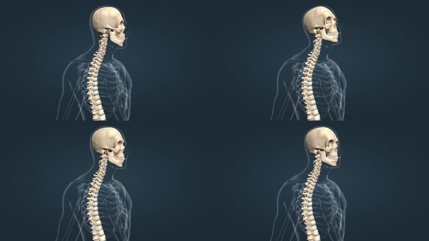 骨骼系统关节运动头部运动颈部