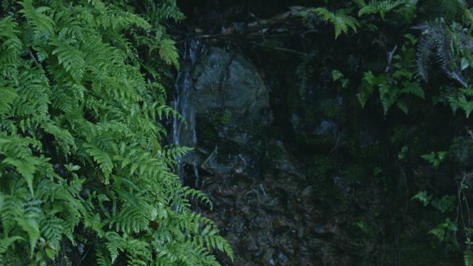 山林瀑布溪流雨景植物溪涧