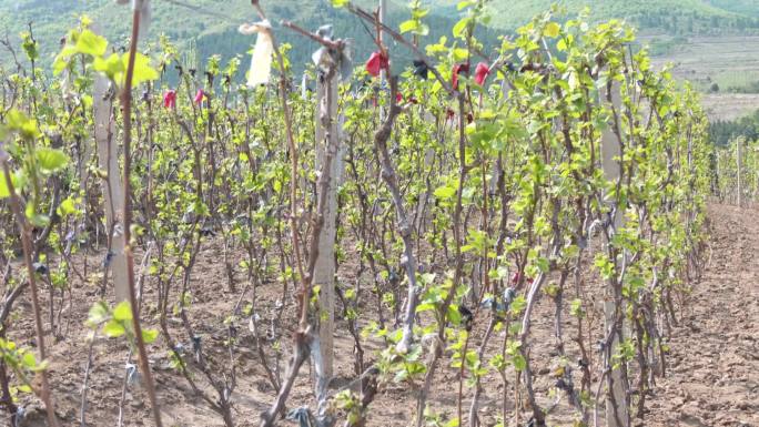 种植的葡萄秧苗嫩芽挂满架子山葡萄种植