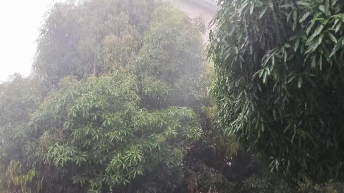 秋季雨天春雨谷雨雨季来临雨水雨点绿树雨滴