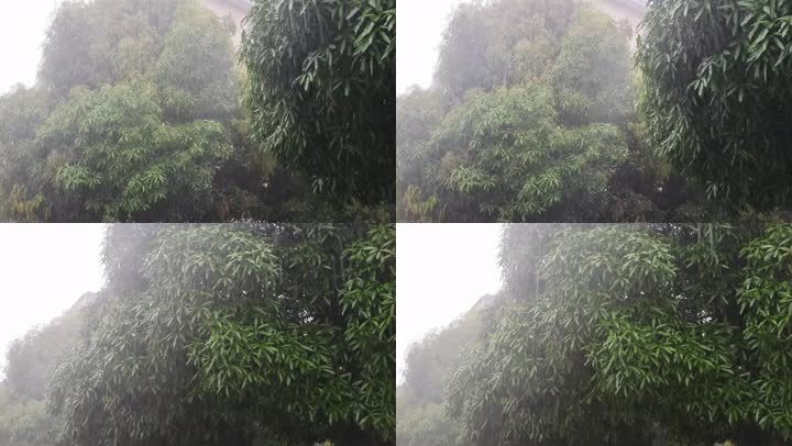秋季雨天春雨谷雨雨季来临雨水雨点绿树雨滴