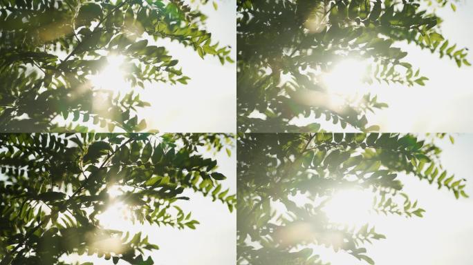 夏天阳光明媚阳光透过树叶唯美小清新空镜