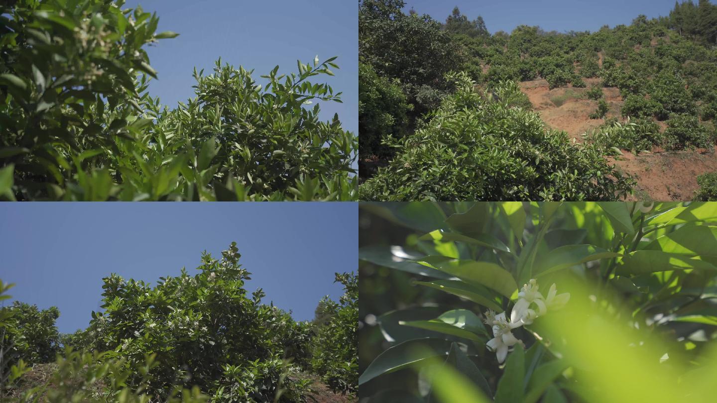 脐橙花 橙花 赣南脐橙 橙花飘香 果园