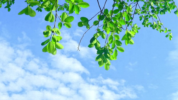 唯美夏日小清新空镜头