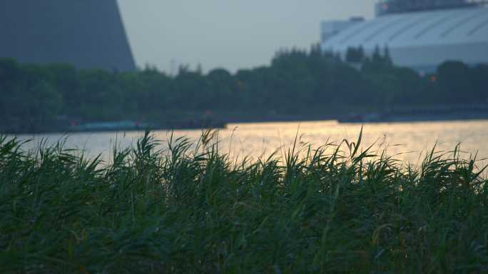 夕阳下的黄浦江边芦苇草飘荡8K实拍