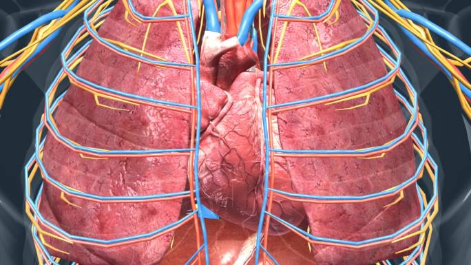 人体 器官 心脏 心血管系统 心跳 动画