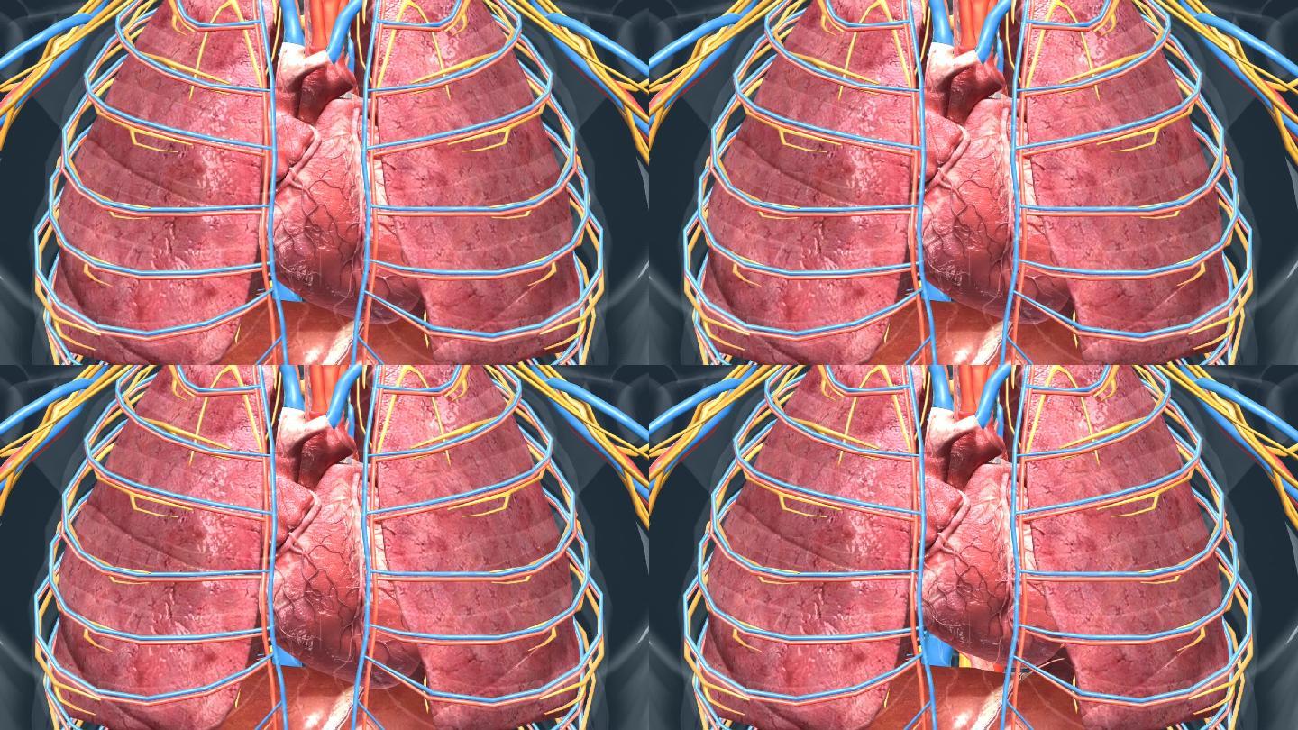 人体 器官 心脏 心血管系统 心跳 动画