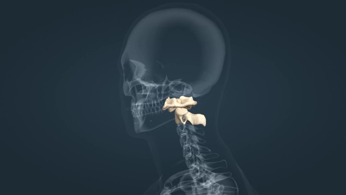 关节运动头部运动颈部前屈后伸医学三维动画
