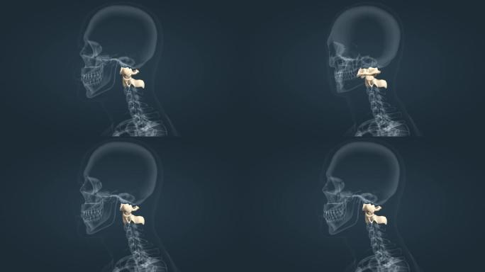 关节运动头部运动颈部前屈后伸医学三维动画