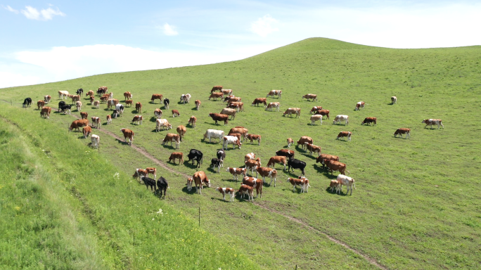 草原养牛场