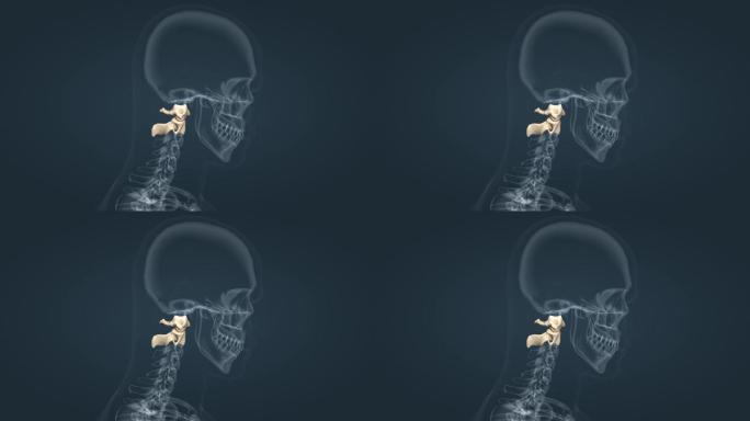 寰椎枢椎颈椎关节运动