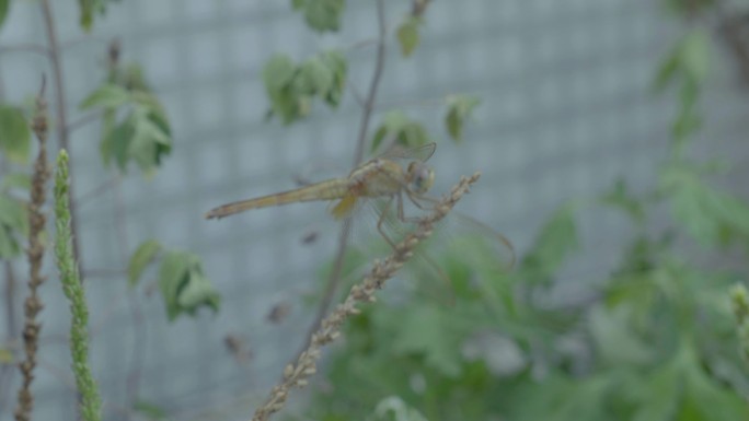 小区楼顶花圃蜻蜓昆虫