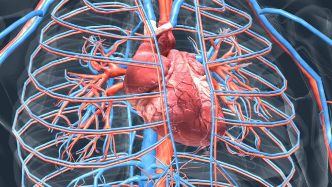 医学人体器官心脏心血管系统循环系统动画