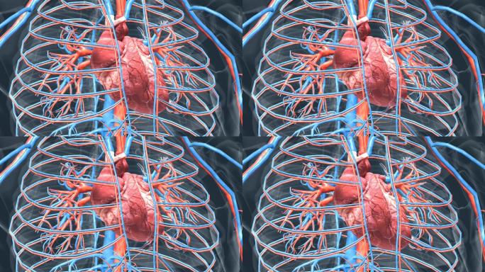 医学人体器官心脏心血管系统循环系统动画