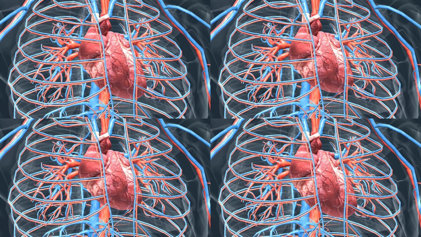 医学人体器官心脏心血管系统循环系统动画