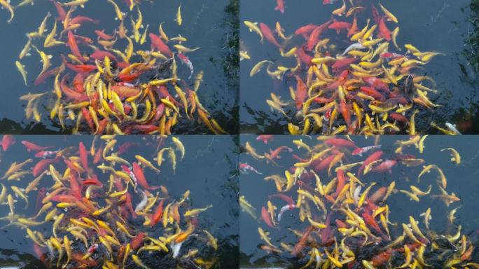 金鱼观赏鱼锦鲤水面水中的鱼看景