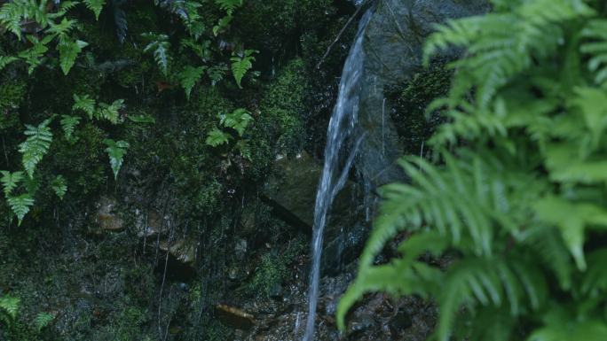 山林瀑布溪流雨景植物溪涧