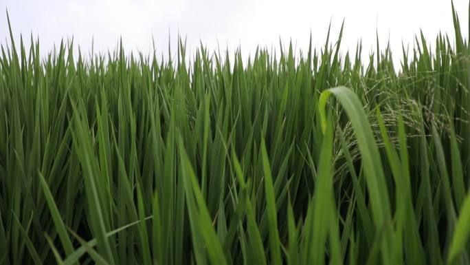 植保水稻一代二化螟及田间杀虫灯