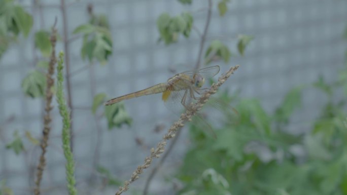 小区楼顶花圃蜻蜓昆虫