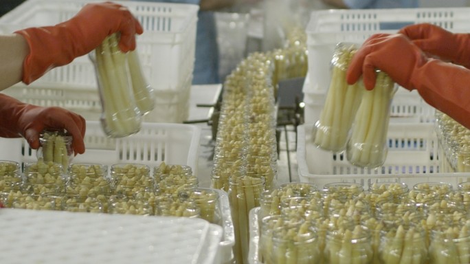 芦笋罐头生产