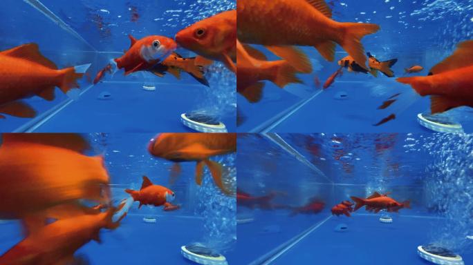 红色金鱼在鱼缸里游动