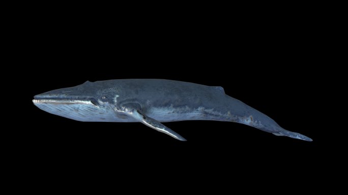 【原创】8K鲸鱼游动无缝循环带透明通道