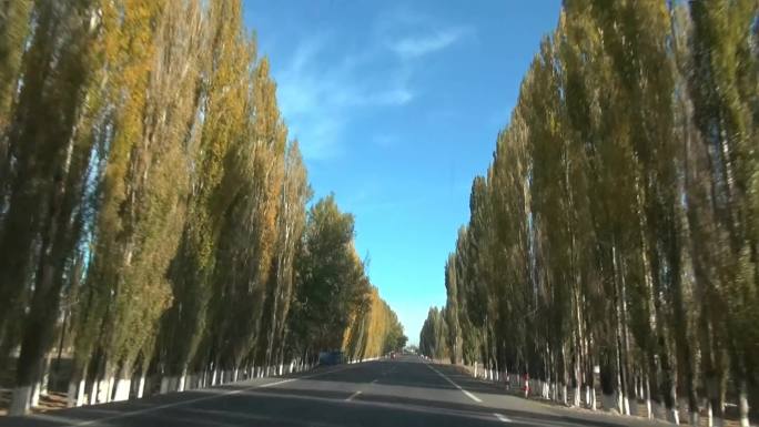 行驶G218新疆那拉提段行道树