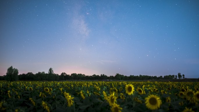 向日葵花海银河星空延时视频