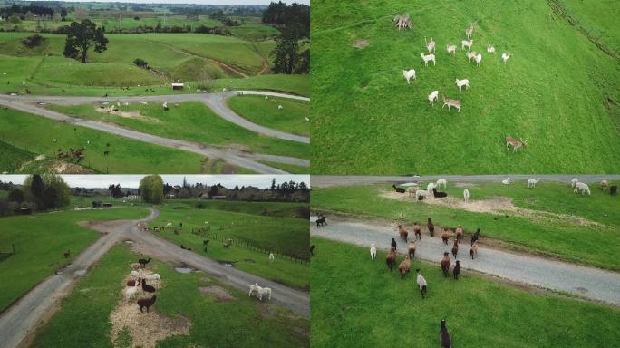 新西兰爱歌顿农场航拍