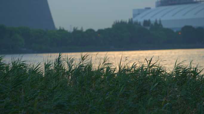 夕阳下的黄浦江边芦苇草飘荡8K实拍