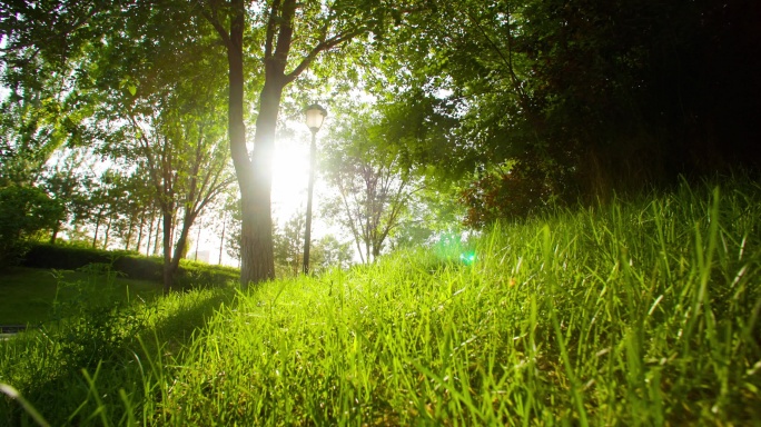 社区绿化阳光穿过-树叶-树林-草地