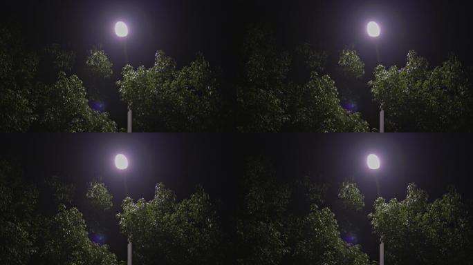 8K实拍意境路灯夜景树叶飘动