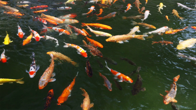 广州宝墨园大量锦鲤在水中游动升格镜头