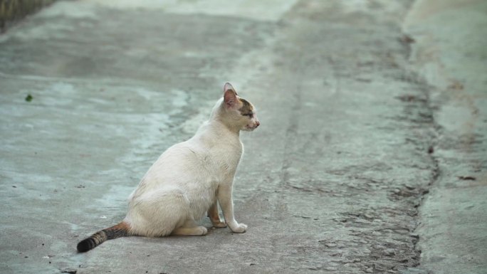 农村家猫