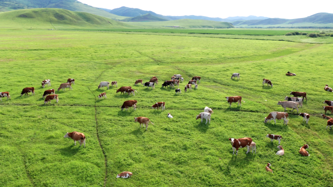 生态牧场黄牛吃草