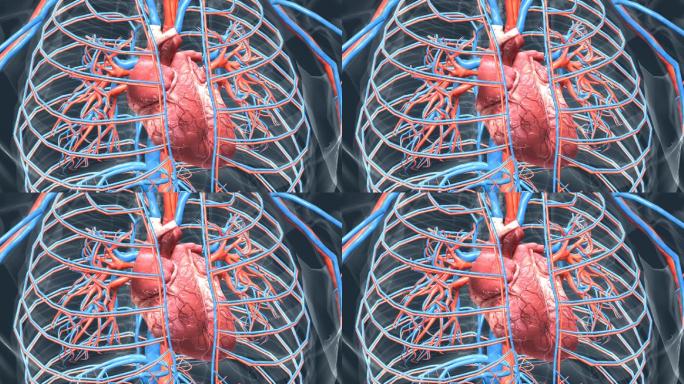 医学人体动画心脏器官心血管三维动画