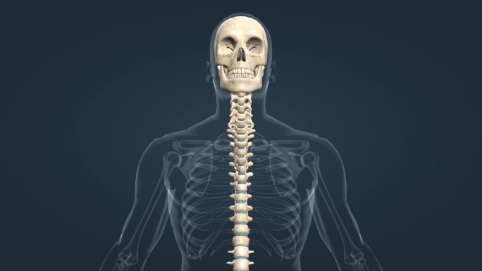 人体骨架脊椎脊柱颈部关节