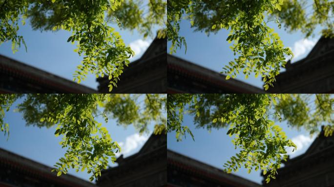 圆明园公园蓝天下随风飘动的树叶风景空镜