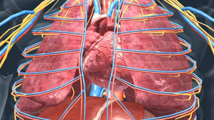 人体器官 心脏 心血管系统 心跳 心血管