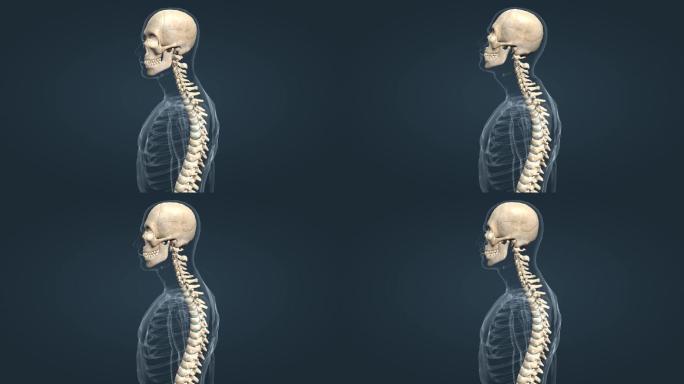 医学 人体 骨骼 骨架 颅骨 关节运动