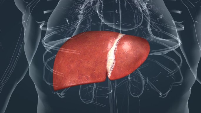 分泌系统 代谢 肝脏 肝糖 去氧化肝细胞