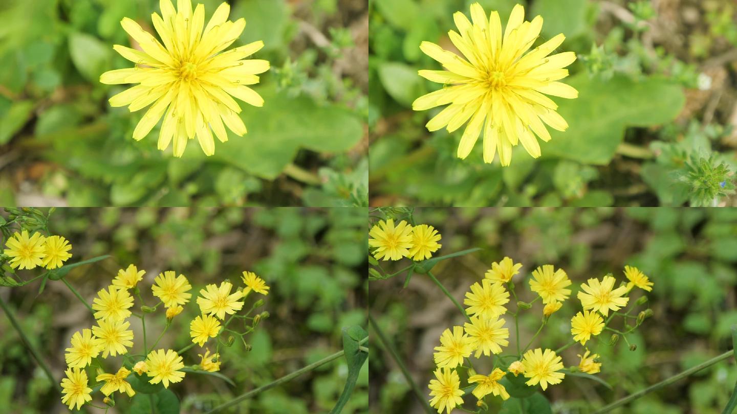 花朵素材