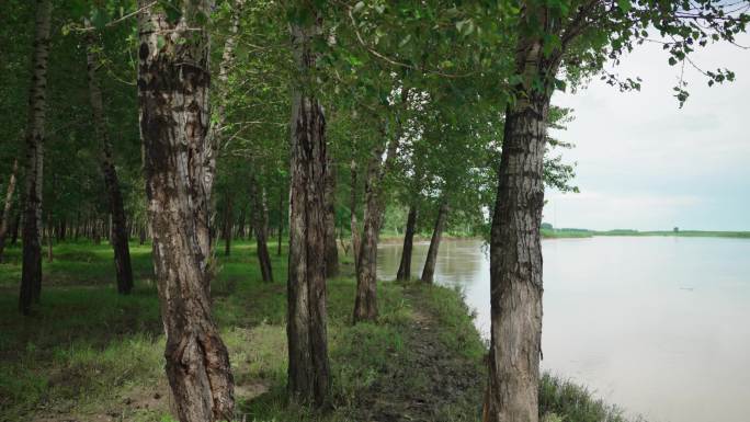 4k森林河流大河涨水河边树林