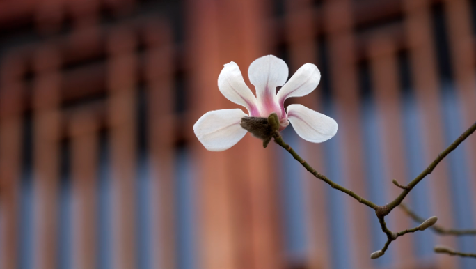 白色百合花