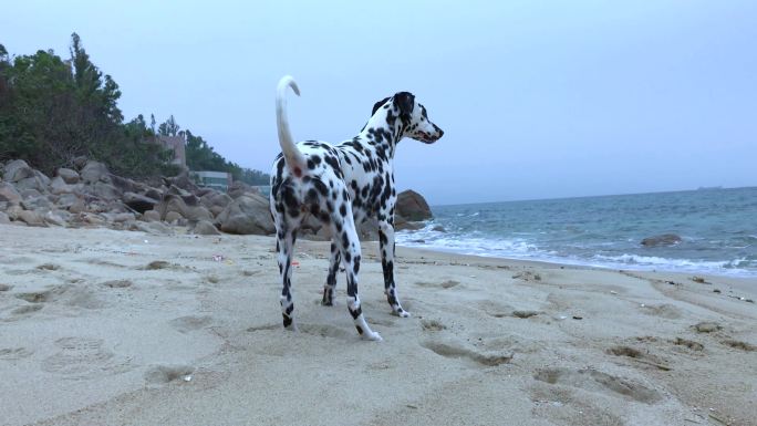 斑点狗第一次看海：辨识度超高一眼就能认出