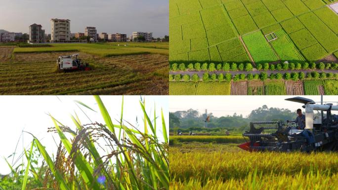 收割机稻田丰收机械化生产水稻稻谷