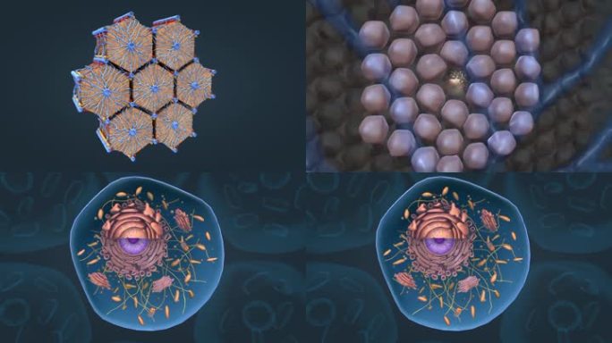 肝细胞细胞质结缔组织医学动画三维动画